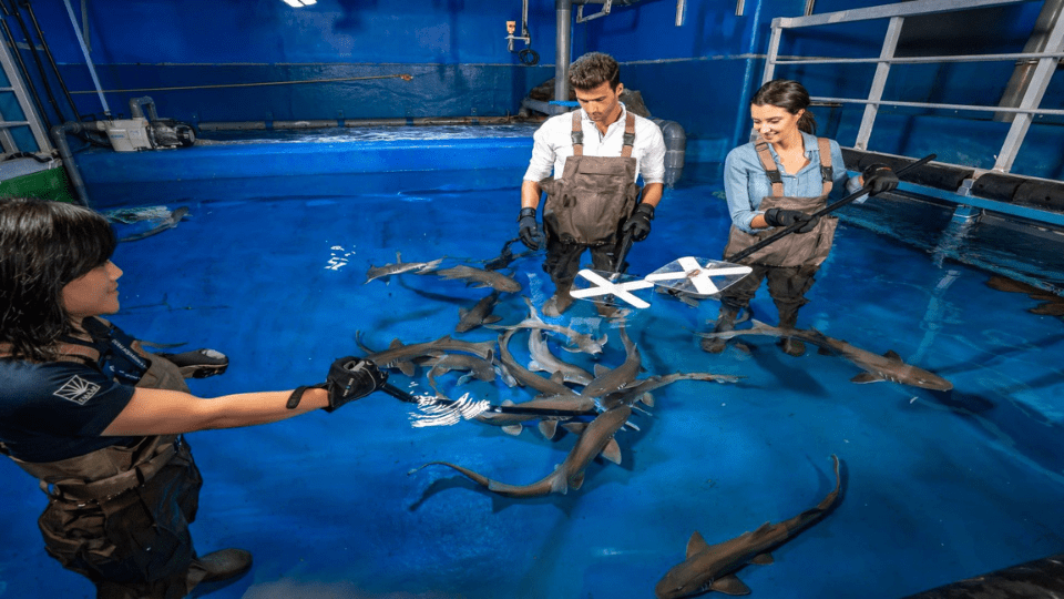 Dubai Aquarium & Underwater Zoo - Shark Trainer Encounter - Experiences