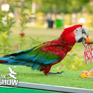 Exotic Bird Show - Dubai Dolphinarium Dubai Dolphinarium