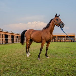 Horse Riding at Al Marmoom Oasis Desert safaris